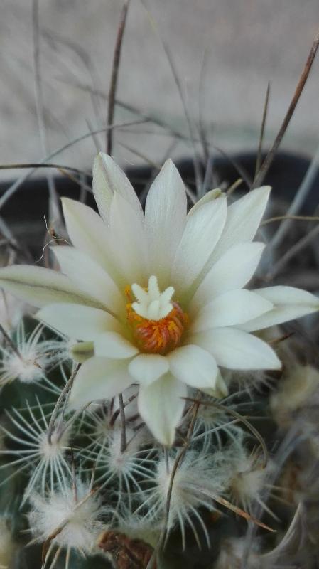 Turbinicarpus gracilis 89.jpg